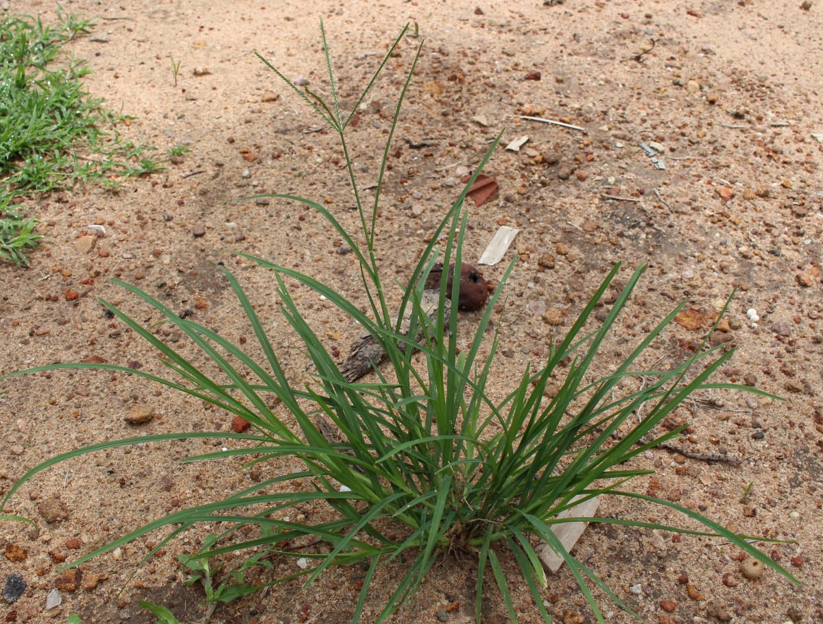 Eleusine indica (L.) Gaertn.